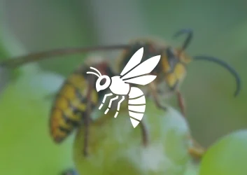 Image mise en avant pour l'article : certibiocide et traitement des nids de frelon asiatique