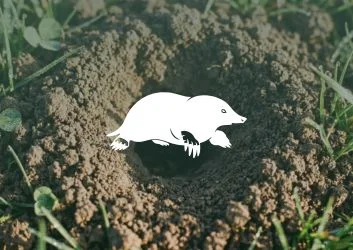 Image mise en avant pour l'article sur la lutte contre les taupes