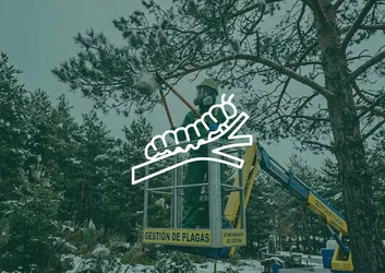 Agent municipal retirant un nid de chenilles processionnaires du pin avec une nacelle