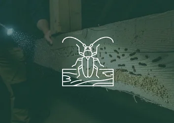 Capricorne des maisons : identifier et traiter cet insecte du bois - HygiWork