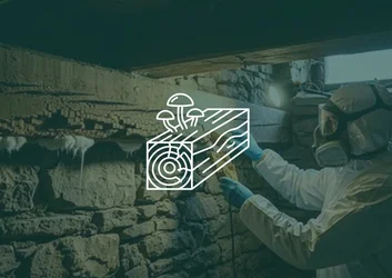 Mérule : reconnaître et traiter ce champignon du bois - HygiWork